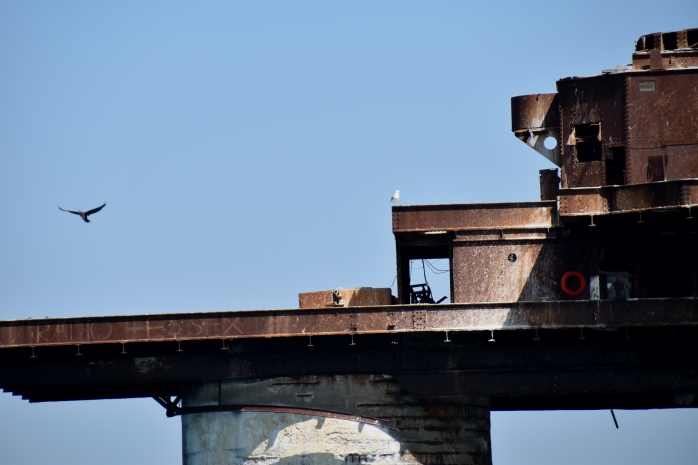 Birds Leave the Fort